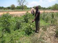 Jatropha-Feld in Mpatsa-Tengani