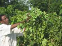 Jatropha-Feld-Ngona-Ost-Stolzer Besitzer