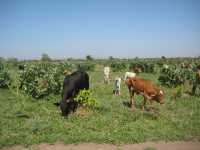 Jatropha auf dem AAA-Feld mit Kuh