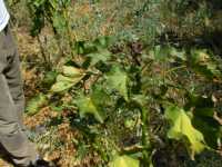 Junge Jatropha, Tengani, Malawi