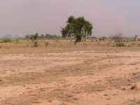 Baobab verloren in verdorrter Landschaft