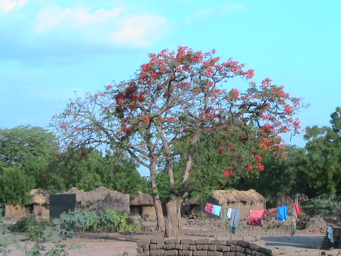 Ein blumiges Dankeschön an Sie liebe Spender, von Active Aid in Africa und Ngona - Tengani, Malawi!