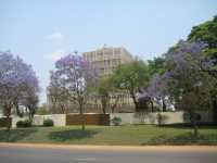 Jakarandas in Lilongwe