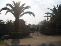Palmen in Lilongwe
