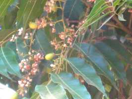 Neem mit Früchten und Blüten