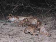 Löwen in Kasungu