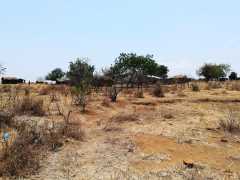 Zustand von Auspflanzungen einige Monate nach dem Zyklon Idai in Tengani, Malawi