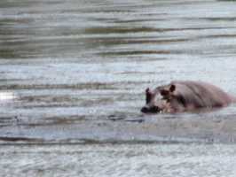 Hippo im Shire, Malawi