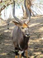 Wasserbock im Majete-Park, Malawi