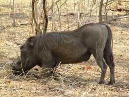 Warzenschwein, Majete, Malawi