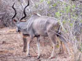 Wasserbock, Majete, malawi