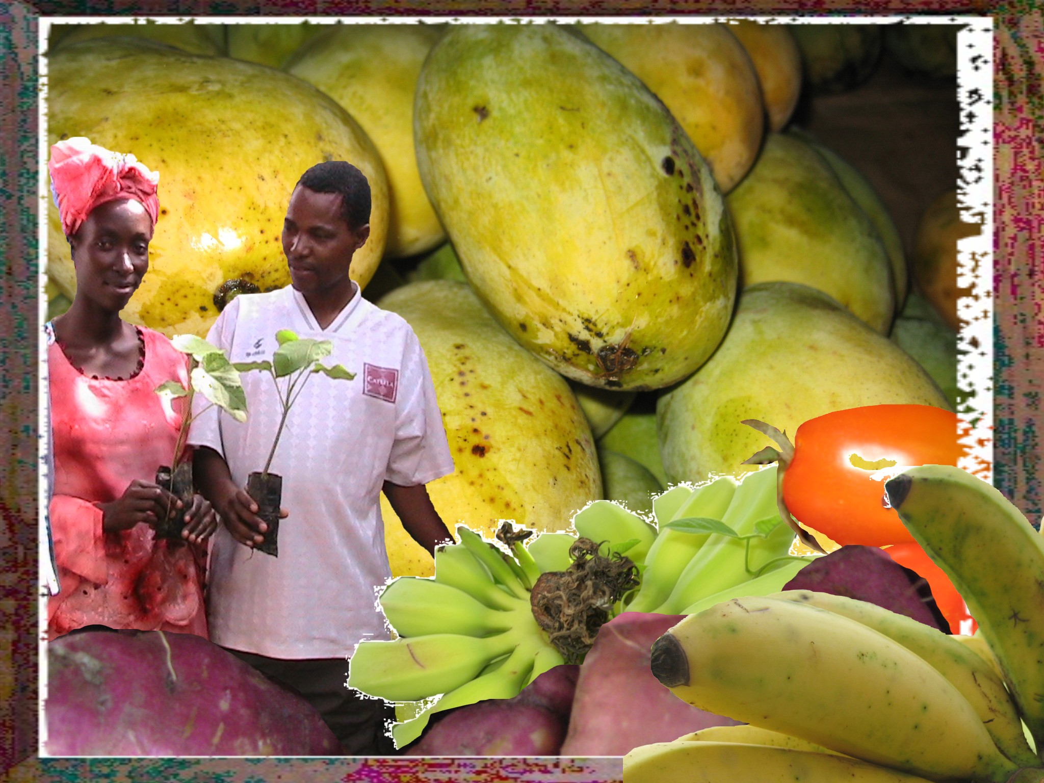 Bäume pflanzen mit Acitve Aid in Africa in Malawi, für alle genug zu Essen!!