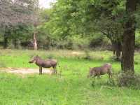 Warzenschweine im Lengwepark