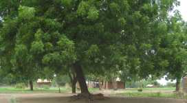 Active-Aid in Africa Malawi - großer Neem-Baum