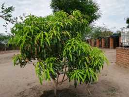 AAA Malawi, Mango-Baum, 3 Jahre