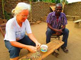 Vorbereitung von Moringasamen für die Aussaat,, Malawi