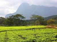 In den Teeplantagen von Mulanje