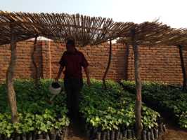 Saatgutpflege, Mybeck, Baumschule von Active Aid in Africa, Malawi