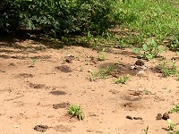 Weit und breit keine Latrine, Malawi