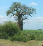 Nchalo - Baobab in Regenzeit