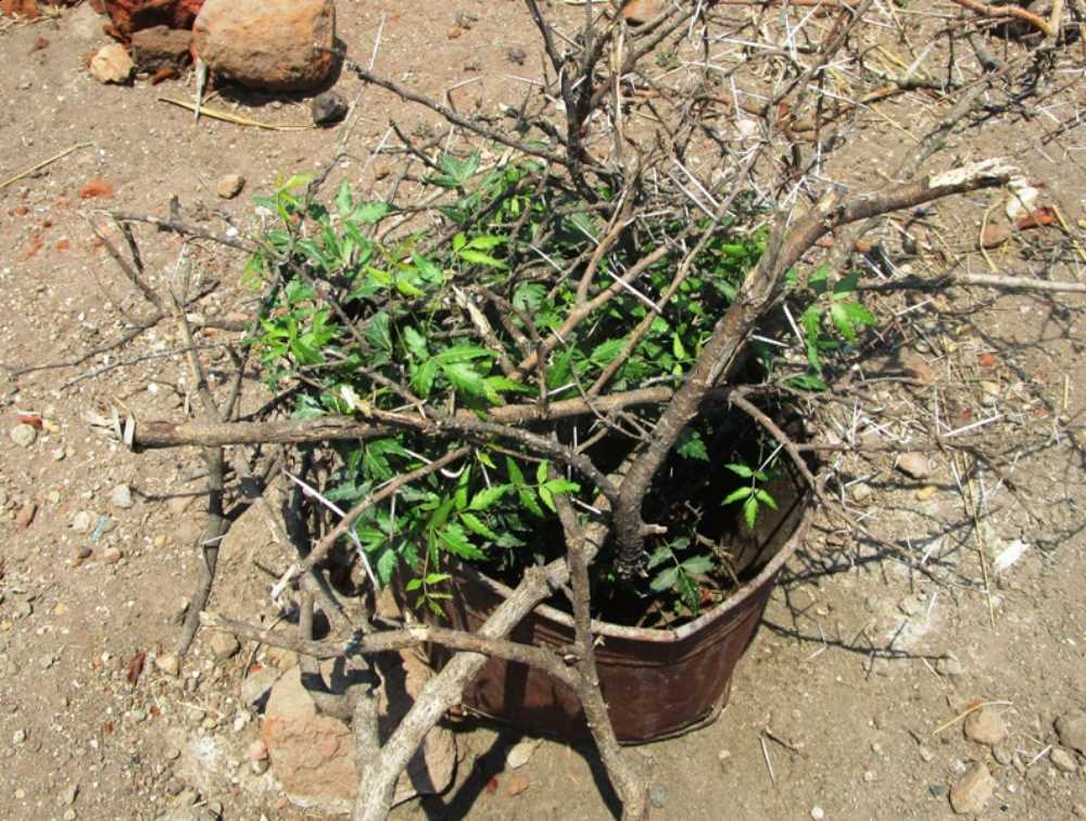 Heranwachsendes Neem-Bäumchen, geschützt durch Dornengestrüpp vor Tierverbiss