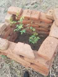 Neem-Setzling auf dem AAA-Grundstück in Tengani, Malawi