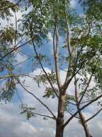 Moringa-Baum in Ngona