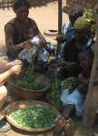 Vorbereitung des Moringa-Gemüses für das Mittagessen in Ngona