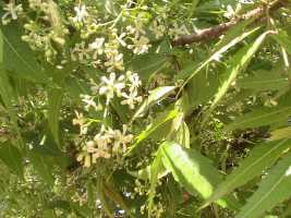 Neem-Blüten