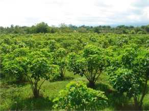 Jatropha-Feld in Nthumba