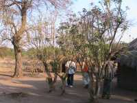 Jatropha in Nthumba, Tengani, Malawi