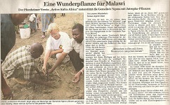 Wunderpflanze für Malawi