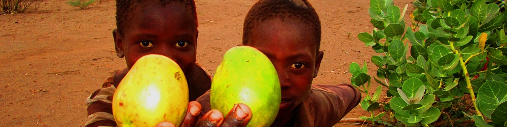 Mangobäume pflanzen mit Active Aid in Africa in Malawi