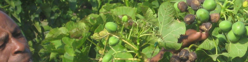 Active Aid in Africa, Jatropha