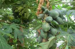 Baumschule Active Aid in Africa gedeiht prächtig, Papaya
