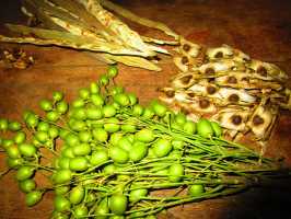 Samen von Moringa und Neem, Active Aid in Africa, Malawi