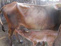 Wasser und Ernährungsart in Malawi