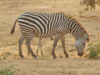 Zebra in Kasungu