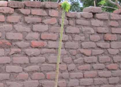 Ziegelmauer zum Schutz der kleinen Bäume als sicherste und teuerste Variante