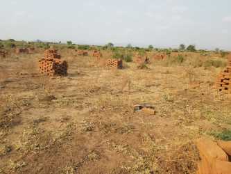 Baumpflanzungen auf dem AAA-Grundstück mit Ziegel-Schutz in Tengani, Malawi