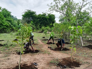 AAA Malawi-Baumschule: Aussetzen der Bäumchen 