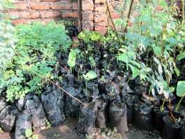 Dornenbüsche, Baumschule von Active Aid in Africa, Malawi