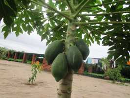 Active Aid in Africa Malawi: Erstes Obst, Papaya