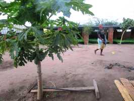Active Aid in Africa Malawi: Erstes Obst, Papaya