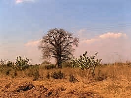 Landschaft in Malawi, Trockenzeit
