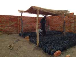 Neuassaat von Bäumchen auf dem Projektfeld von Active Aid in Africa, Malawi