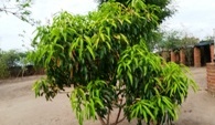 Heranwachsender Mango-Baum auf AAA-Hof