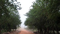 Bewaldung in Ngona, Malawi