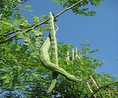 Moringas in Ngona, Malawi, Afrika