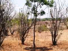 Lukwa 2019, Trockenzeit: Die meisten Bäume haben ihre Blätter verloren und kommen erst wieder mit Beginn des Regens